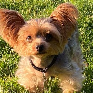 Meet your Posher, Elias serafim